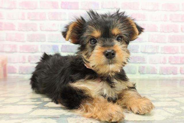 千葉県のヨークシャーテリア (Coo&RIKUフレスポ稲毛店/2025年11月14日生まれ/女の子/スチールブルータン)の子犬の3枚目の画像