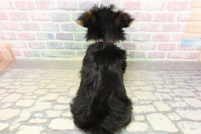 千葉県のヨークシャーテリア (Coo&RIKUフレスポ稲毛店/2025年11月14日生まれ/女の子/スチールブルータン)の子犬の4枚目の画像