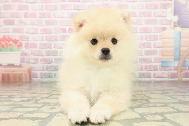千葉県のポメラニアン (Coo&RIKU若葉都賀店/2025年11月10日生まれ/男の子/クリーム)の子犬の1枚目の画像