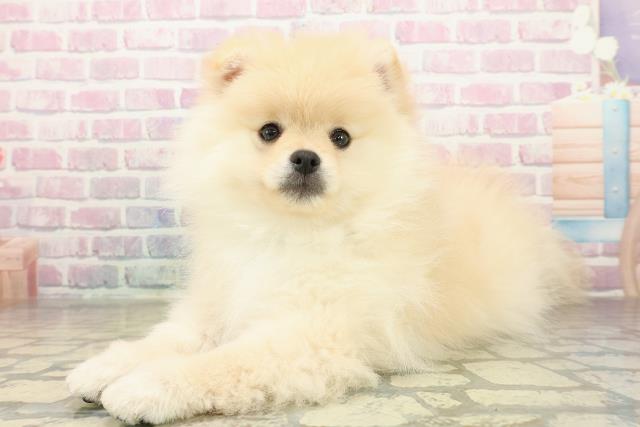 千葉県のポメラニアン (Coo&RIKU若葉都賀店/2025年11月10日生まれ/男の子/クリーム)の子犬の2枚目の画像