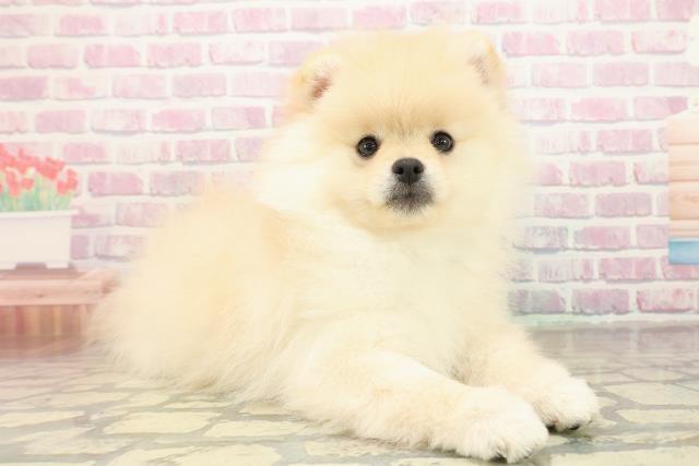 千葉県のポメラニアン (Coo&RIKU若葉都賀店/2025年11月10日生まれ/男の子/クリーム)の子犬の3枚目の画像