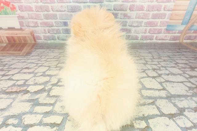 千葉県のポメラニアン (Coo&RIKU若葉都賀店/2025年11月10日生まれ/男の子/クリーム)の子犬の4枚目の画像