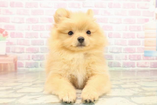 千葉県のポメラニアン (Coo&RIKU南柏店/2025年11月10日生まれ/女の子/オレンジ)の子犬の1枚目の画像