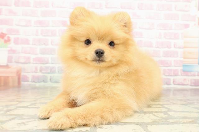 千葉県のポメラニアン (Coo&RIKU南柏店/2025年11月10日生まれ/女の子/オレンジ)の子犬の2枚目の画像