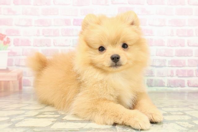 千葉県のポメラニアン (Coo&RIKU南柏店/2025年11月10日生まれ/女の子/オレンジ)の子犬の3枚目の画像