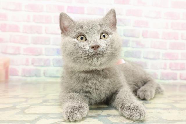 滋賀県のシャルトリュー (Coo&RIKU長浜店/2025年11月14日生まれ/女の子/ブルー)の子猫の1枚目の画像