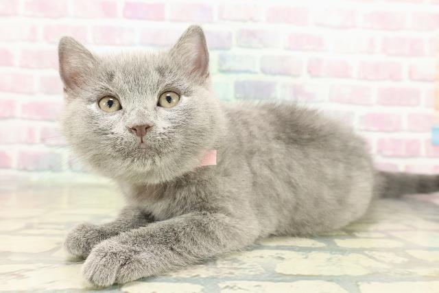 滋賀県のシャルトリュー (Coo&RIKU長浜店/2025年11月14日生まれ/女の子/ブルー)の子猫の2枚目の画像