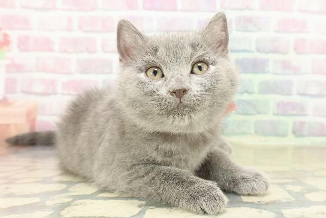 滋賀県のシャルトリュー (Coo&RIKU長浜店/2025年11月14日生まれ/女の子/ブルー)の子猫の3枚目の画像