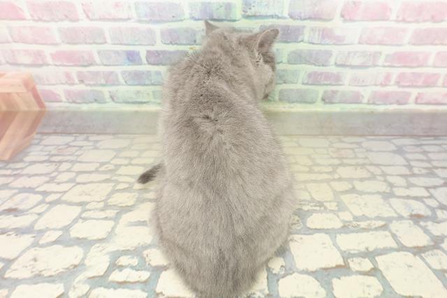 滋賀県のシャルトリュー (Coo&RIKU長浜店/2025年11月14日生まれ/女の子/ブルー)の子猫の4枚目の画像