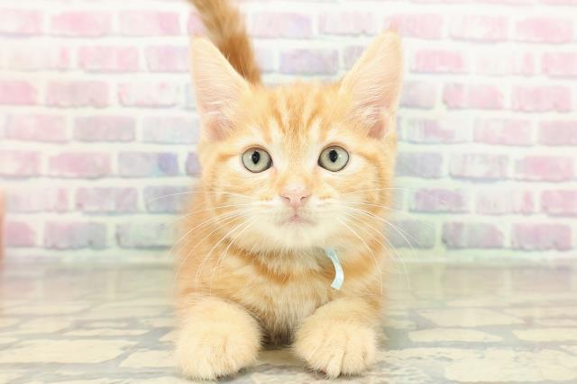 大阪府のアメリカンカール (Coo&RIKU東大阪店/2025年11月13日生まれ/男の子/レッドタビー)の子猫
