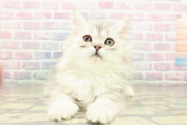 大阪府のミヌエット (Coo&RIKU東大阪店/2025年11月2日生まれ/女の子/シルバータビー)の子猫の1枚目の画像