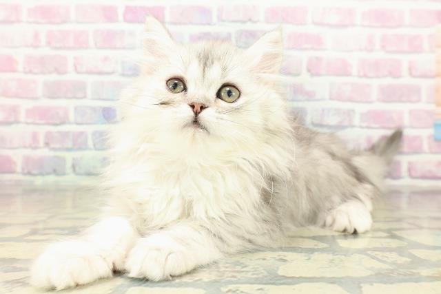 大阪府のミヌエット (Coo&RIKU東大阪店/2025年11月2日生まれ/女の子/シルバータビー)の子猫の2枚目の画像