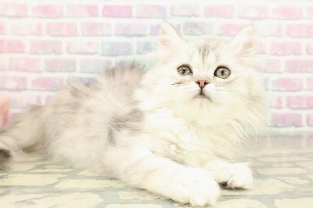 大阪府のミヌエット (Coo&RIKU東大阪店/2025年11月2日生まれ/女の子/シルバータビー)の子猫の3枚目の画像