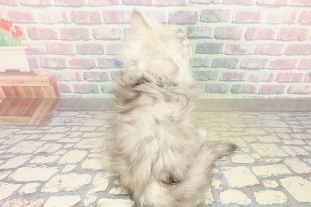 大阪府のミヌエット (Coo&RIKU東大阪店/2025年11月2日生まれ/女の子/シルバータビー)の子猫の4枚目の画像