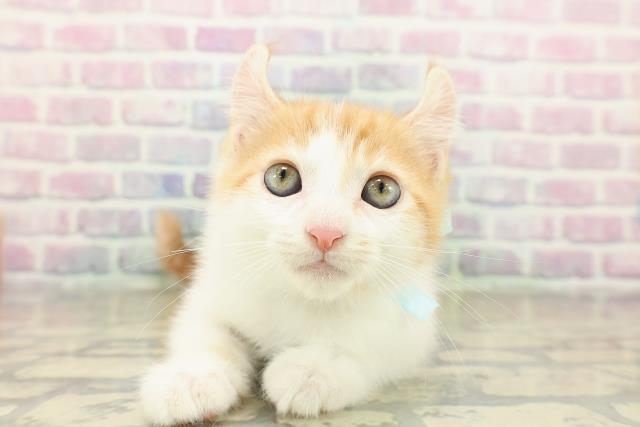 滋賀県のアメリカンカール (Coo&RIKU長浜店/2025年11月13日生まれ/男の子/レッドタビーホワイト)の子猫の1枚目の画像