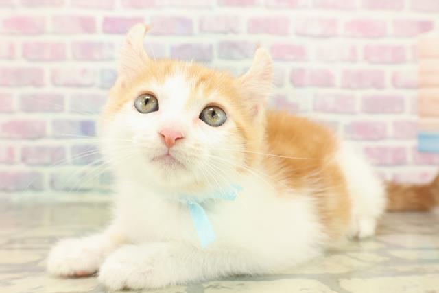 滋賀県のアメリカンカール (Coo&RIKU長浜店/2025年11月13日生まれ/男の子/レッドタビーホワイト)の子猫の2枚目の画像