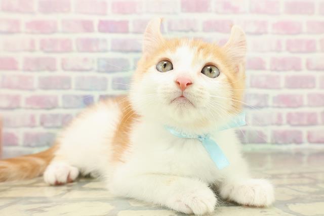 滋賀県のアメリカンカール (Coo&RIKU長浜店/2025年11月13日生まれ/男の子/レッドタビーホワイト)の子猫の3枚目の画像