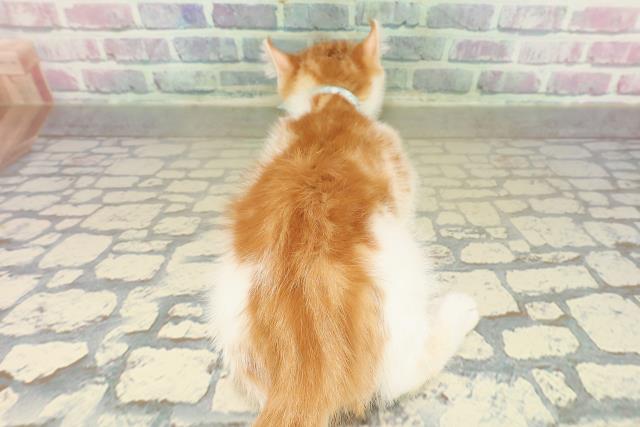 滋賀県のアメリカンカール (Coo&RIKU長浜店/2025年11月13日生まれ/男の子/レッドタビーホワイト)の子猫の4枚目の画像