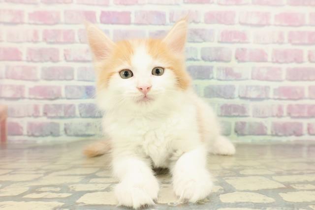 大阪府のメインクーン (Coo&RIKU東大阪店/2025年11月14日生まれ/男の子/レッドタビーホワイト)の子猫の1枚目の画像