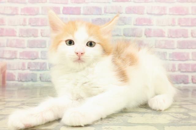 大阪府のメインクーン (Coo&RIKU東大阪店/2025年11月14日生まれ/男の子/レッドタビーホワイト)の子猫の2枚目の画像