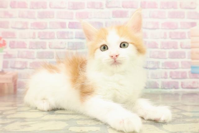 大阪府のメインクーン (Coo&RIKU東大阪店/2025年11月14日生まれ/男の子/レッドタビーホワイト)の子猫の3枚目の画像