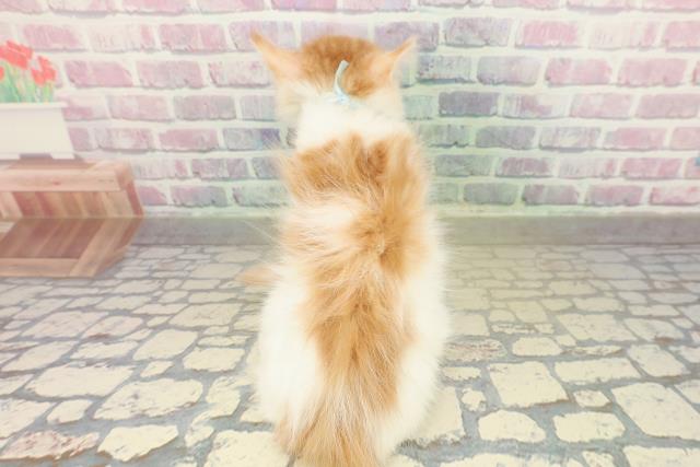 大阪府のメインクーン (Coo&RIKU東大阪店/2025年11月14日生まれ/男の子/レッドタビーホワイト)の子猫の4枚目の画像