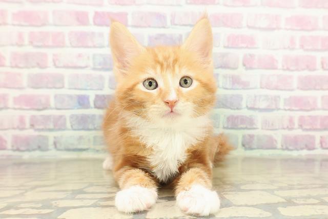 兵庫県のメインクーン (Coo&RIKU姫路店/2025年11月14日生まれ/男の子/レッドタビーホワイト)の子猫の1枚目の画像