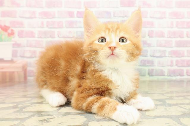 兵庫県のメインクーン (Coo&RIKU姫路店/2025年11月14日生まれ/男の子/レッドタビーホワイト)の子猫の3枚目の画像