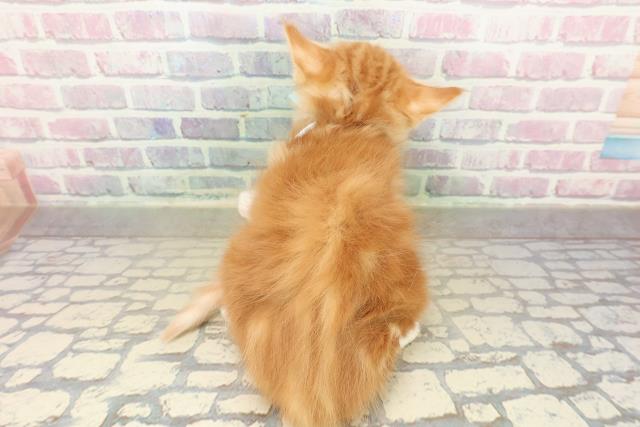 兵庫県のメインクーン (Coo&RIKU姫路店/2025年11月14日生まれ/男の子/レッドタビーホワイト)の子猫の4枚目の画像