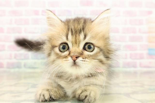 兵庫県のミヌエット (Coo&RIKU姫路店/2025年11月11日生まれ/男の子/ブラウンタビー)の子猫の1枚目の画像