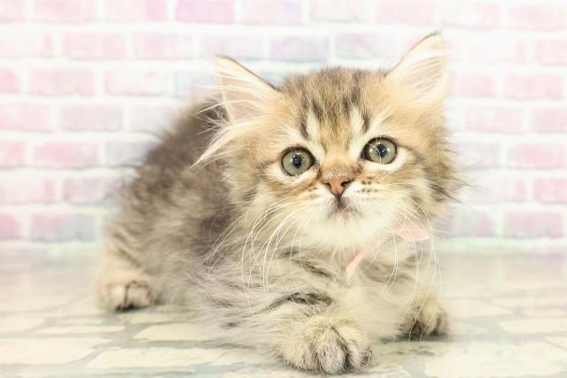 兵庫県のミヌエット (Coo&RIKU姫路店/2025年11月11日生まれ/男の子/ブラウンタビー)の子猫の3枚目の画像