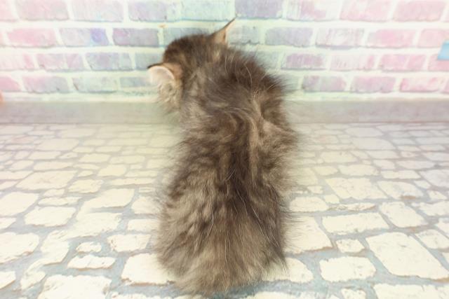 兵庫県のミヌエット (Coo&RIKU姫路店/2025年11月11日生まれ/男の子/ブラウンタビー)の子猫の4枚目の画像