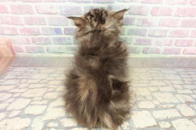 滋賀県のサイベリアン (Coo&RIKU長浜店/2025年11月15日生まれ/男の子/ブルータビー)の子猫の4枚目の画像