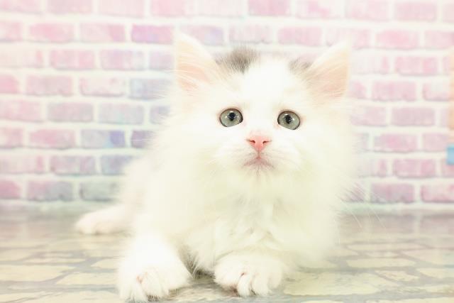 大阪府のサイベリアン (Coo&RIKU東大阪店/2025年11月15日生まれ/男の子/ブルータビーホワイトバン)の子猫