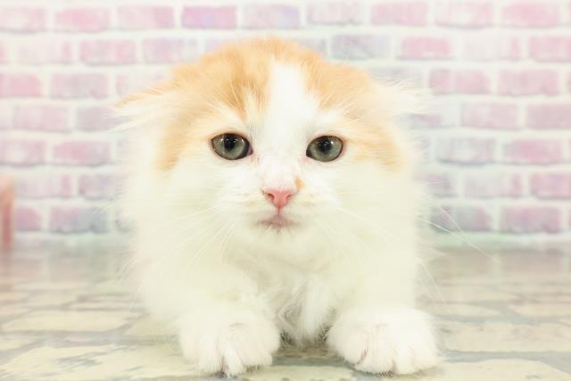 埼玉県のサイベリアン (Coo&RIKU岩槻店/2025年11月15日生まれ/女の子/レッドタビーホワイト)の子猫の1枚目の画像