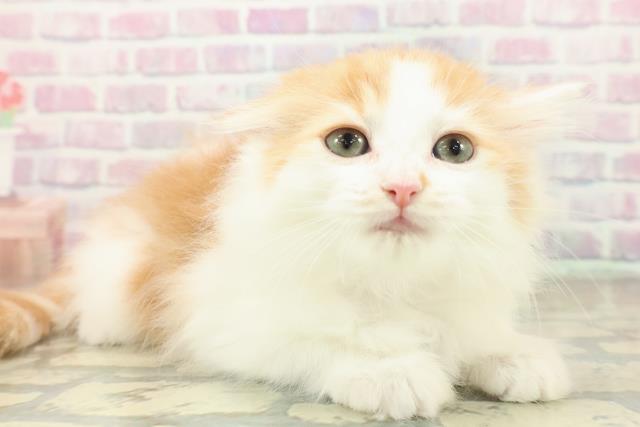 埼玉県のサイベリアン (Coo&RIKU岩槻店/2025年11月15日生まれ/女の子/レッドタビーホワイト)の子猫の3枚目の画像