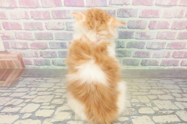 埼玉県のサイベリアン (Coo&RIKU岩槻店/2025年11月15日生まれ/女の子/レッドタビーホワイト)の子猫の4枚目の画像