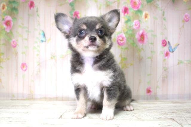 北海道のチワワ(ロング) (Coo&RIKU札幌東店/2025年11月10日生まれ/男の子/ブルー)の子犬の1枚目の画像