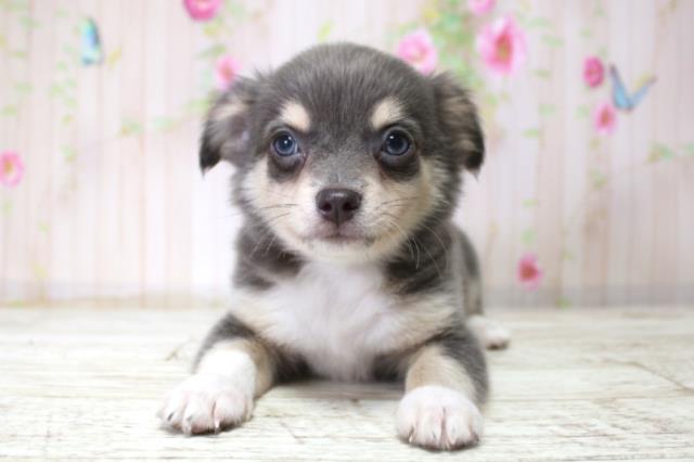 北海道のチワワ(ロング) (Coo&RIKU函館店/2025年11月10日生まれ/男の子/ブルー)の子犬の1枚目の画像