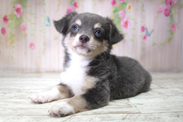 北海道のチワワ(ロング) (Coo&RIKU函館店/2025年11月10日生まれ/男の子/ブルー)の子犬の2枚目の画像