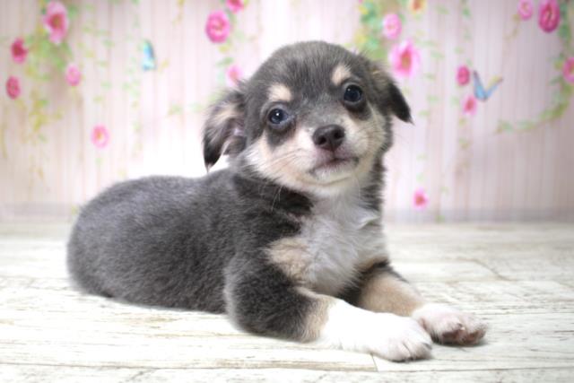 北海道のチワワ(ロング) (Coo&RIKU函館店/2025年11月10日生まれ/男の子/ブルー)の子犬の3枚目の画像