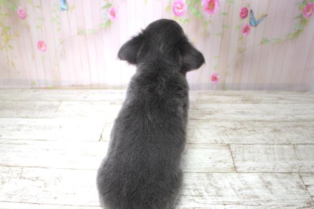 北海道のチワワ(ロング) (Coo&RIKU函館店/2025年11月10日生まれ/男の子/ブルー)の子犬の4枚目の画像