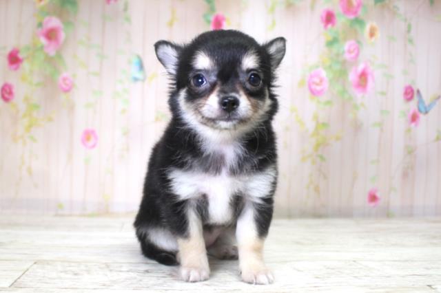 北海道のチワワ(ロング) (Coo&RIKU室蘭店/2025年11月10日生まれ/女の子/ブラックタン)の子犬