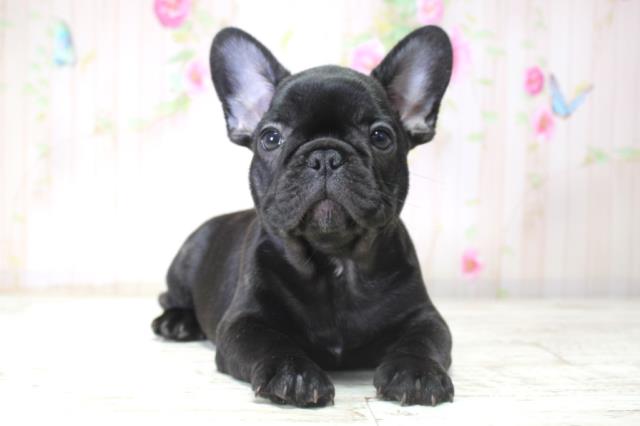 千葉県のフレンチブルドッグ (Coo&RIKU南柏店/2025年11月11日生まれ/男の子/ブリンドル)の子犬