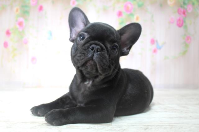 千葉県のフレンチブルドッグ (Coo&RIKU南柏店/2025年11月11日生まれ/男の子/ブリンドル)の子犬の2枚目の画像