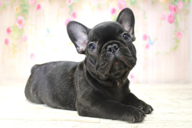 千葉県のフレンチブルドッグ (Coo&RIKU南柏店/2025年11月11日生まれ/男の子/ブリンドル)の子犬の3枚目の画像