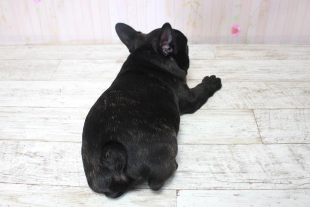 千葉県のフレンチブルドッグ (Coo&RIKU南柏店/2025年11月11日生まれ/男の子/ブリンドル)の子犬の4枚目の画像