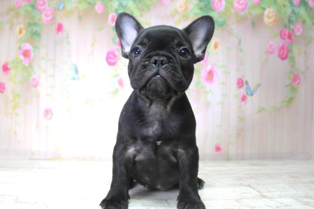 北海道のフレンチブルドッグ (Coo&RIKU帯広店/2025年11月11日生まれ/女の子/ブリンドル)の子犬の1枚目の画像