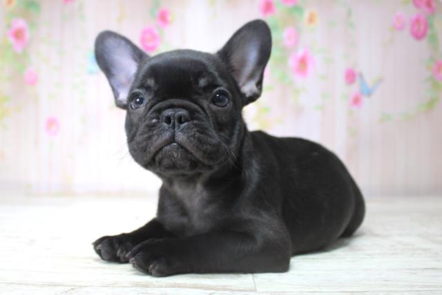 北海道のフレンチブルドッグ (Coo&RIKU帯広店/2025年11月11日生まれ/女の子/ブリンドル)の子犬の2枚目の画像