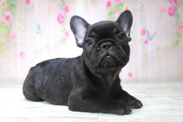 北海道のフレンチブルドッグ (Coo&RIKU帯広店/2025年11月11日生まれ/女の子/ブリンドル)の子犬の3枚目の画像